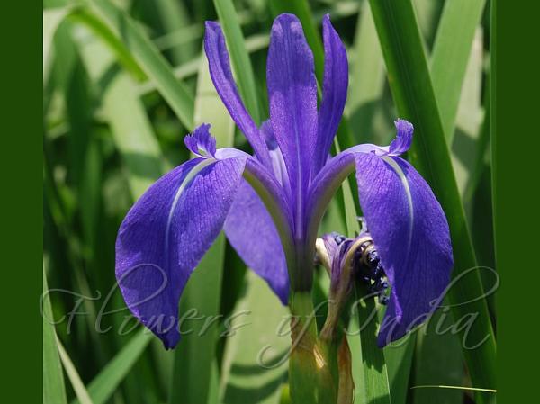 Water Iris